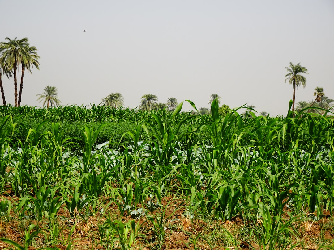 a-field-of-plants-with-trees-in-the-background-49aovnibvm