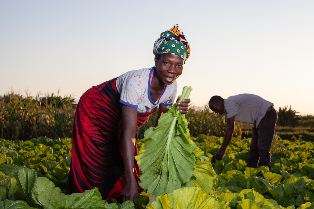 woman harvesting vegetables