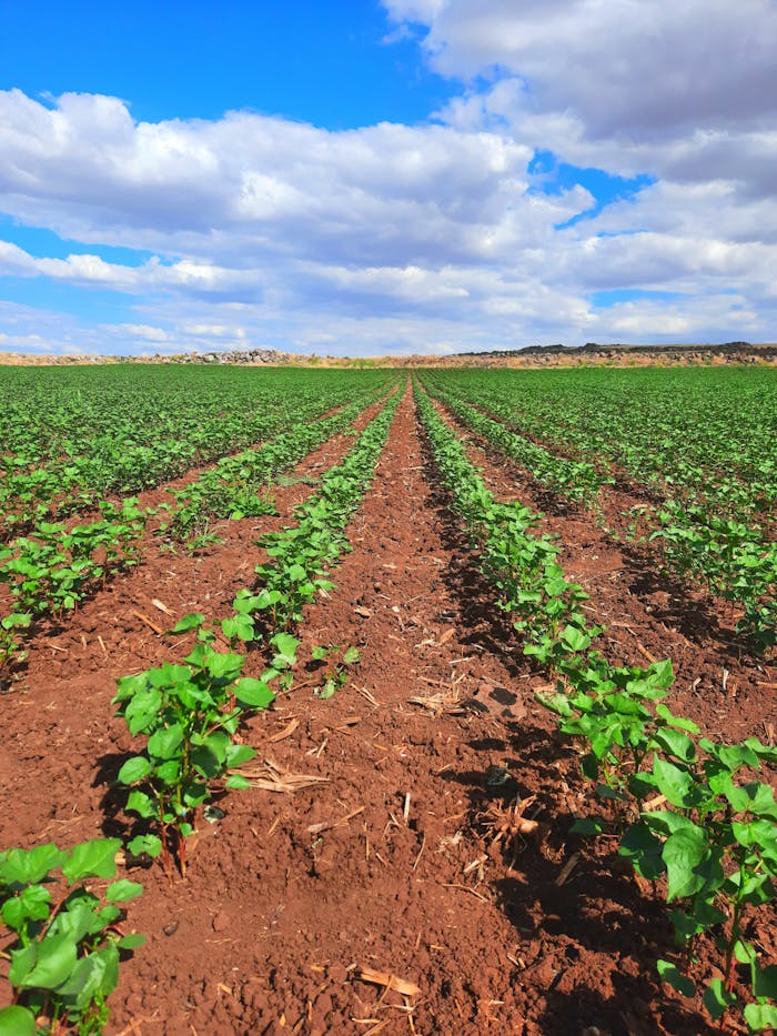Vibrant cropland with green plants stretching to the horizon under a bright blue sky with clouds.