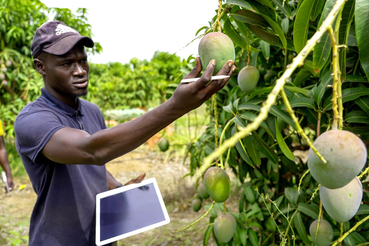 Crafting Captivating Headlines: Your awesome post title goes here A farmer examining ripe mangoes on trees using a tablet for agricultural analysis.