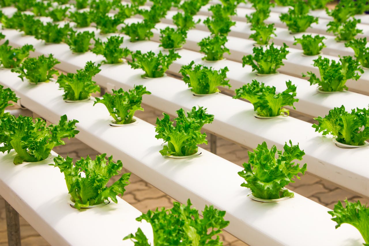 The Art of Drawing Readers In: Your attractive post title goes here Fresh hydroponic lettuce plants growing in an indoor farm setup, showcasing modern agriculture.